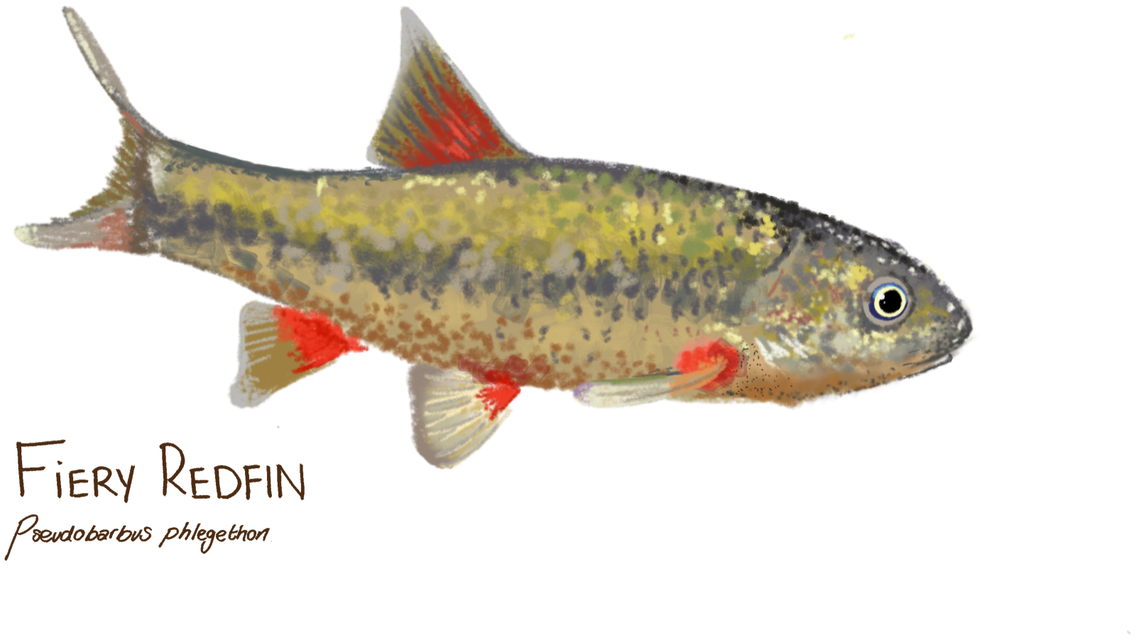Illustration of a fiery redfin