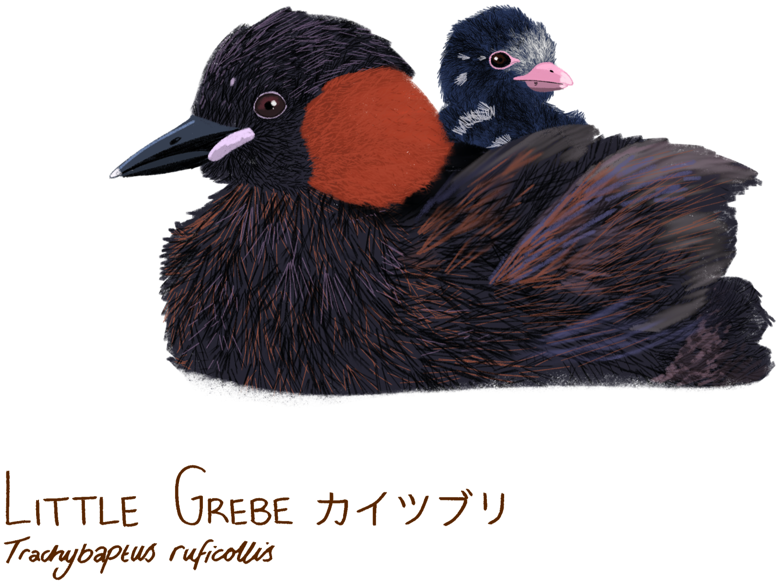Illustration of a little grebe