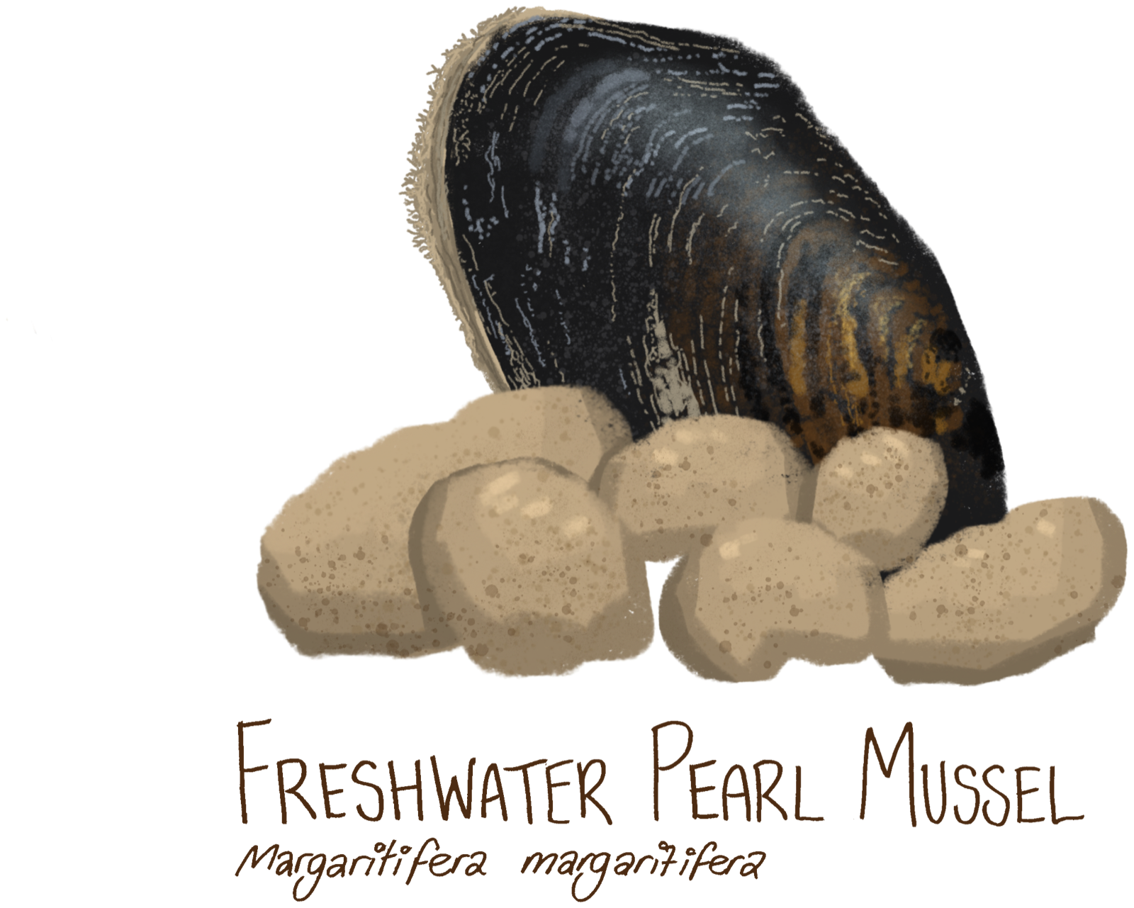 Illustration of a freshwater pearl mussel