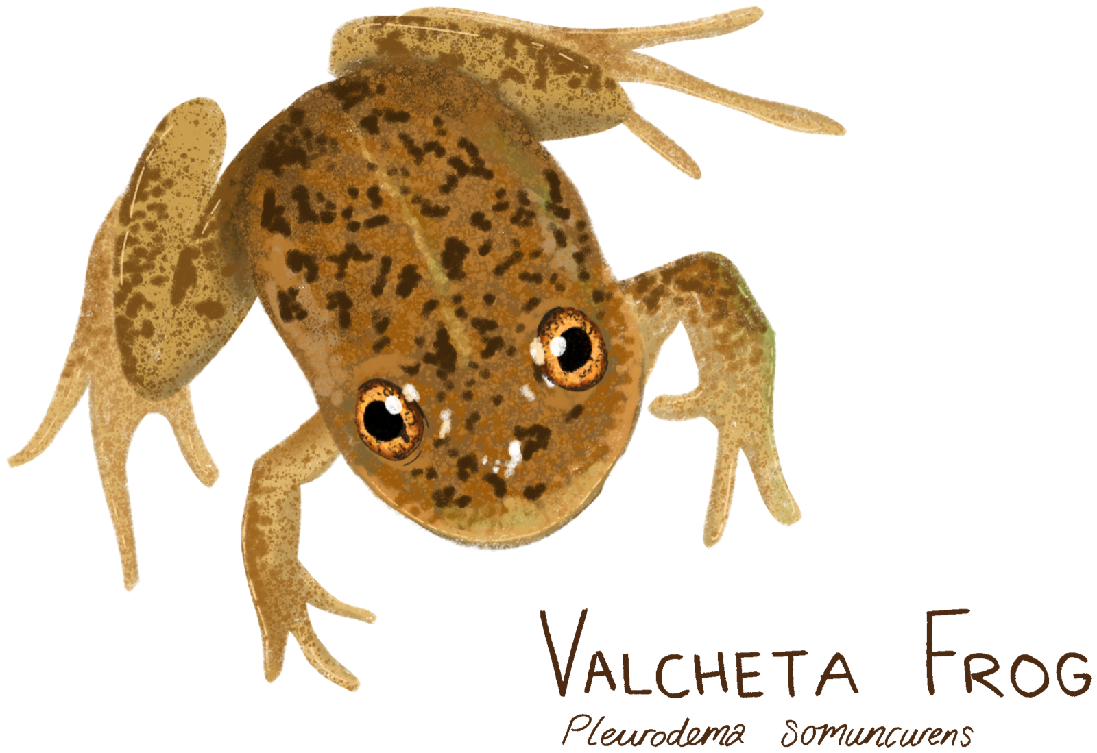 Illustration of a Valcheta frog
