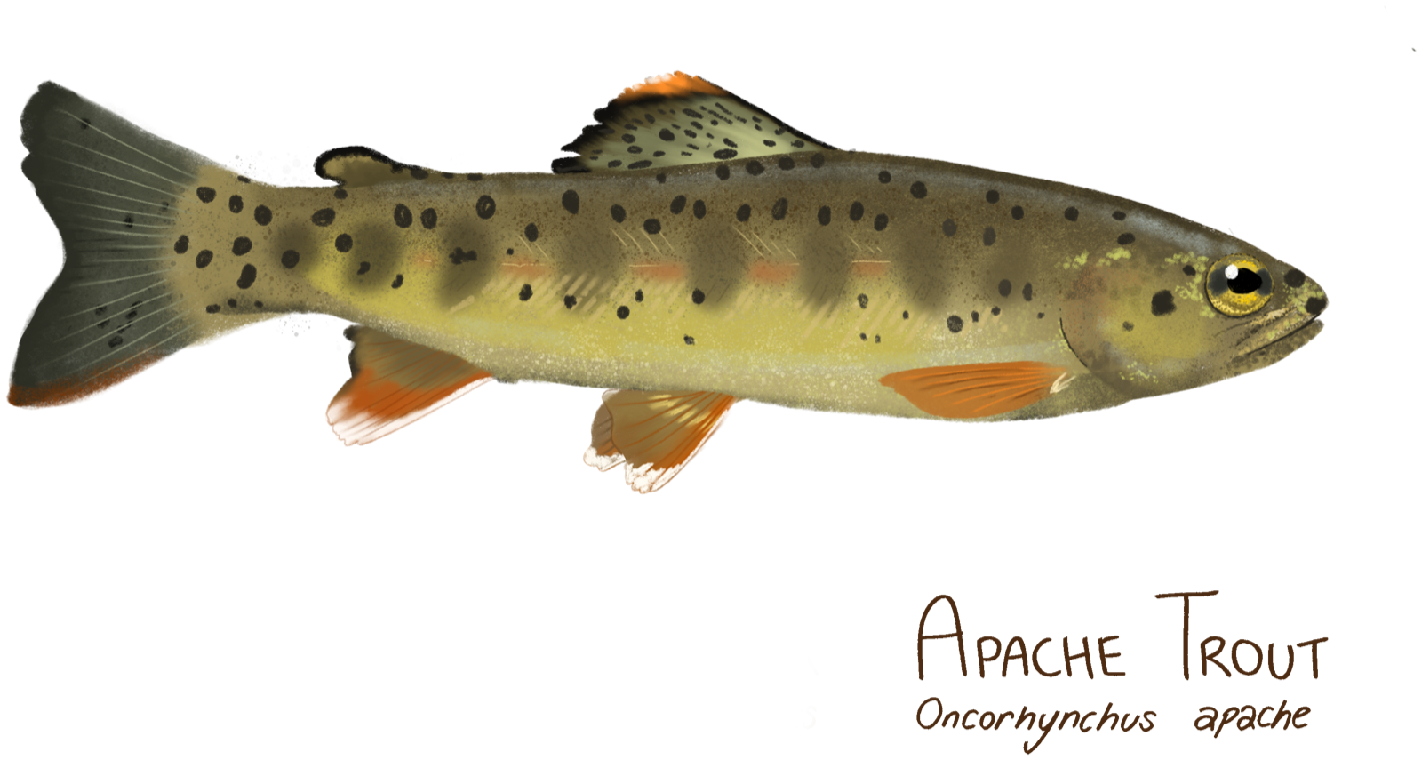 Illustration of an Apache trout