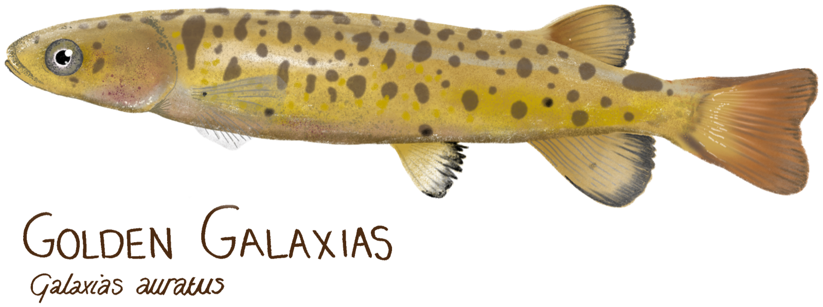 Illustration of a golden galaxias